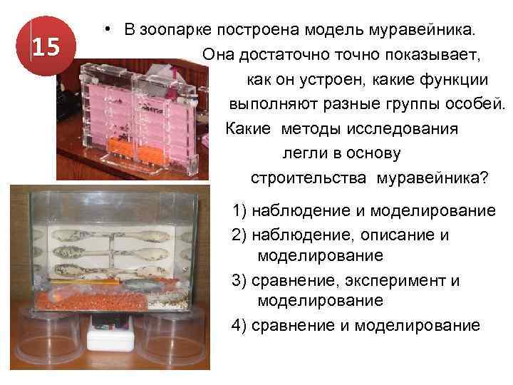 15 • В зоопарке построена модель муравейника. Она достаточно показывает, как он устроен, какие