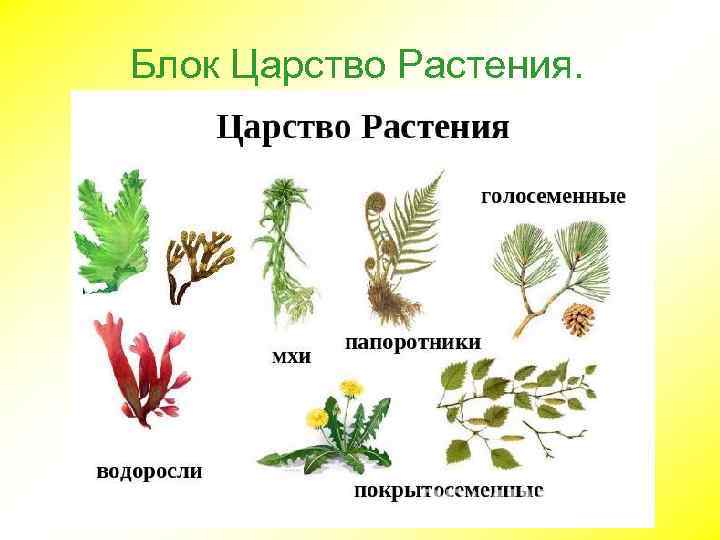 Блок Царство Растения. 