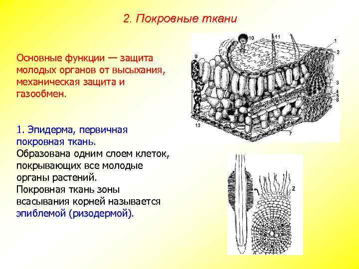 2. Покровные ткани Основные функции — защита молодых органов от высыхания, механическая защита и