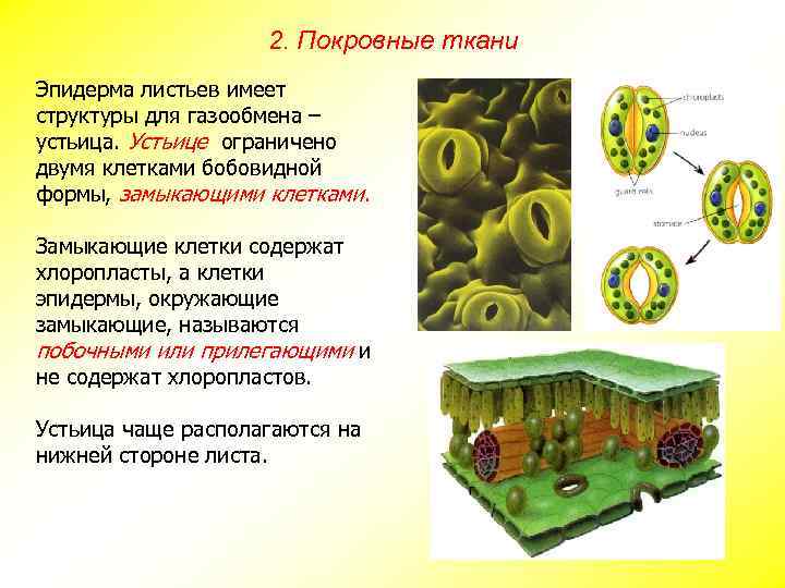 2. Покровные ткани Эпидерма листьев имеет структуры для газообмена – устьица. Устьице ограничено двумя