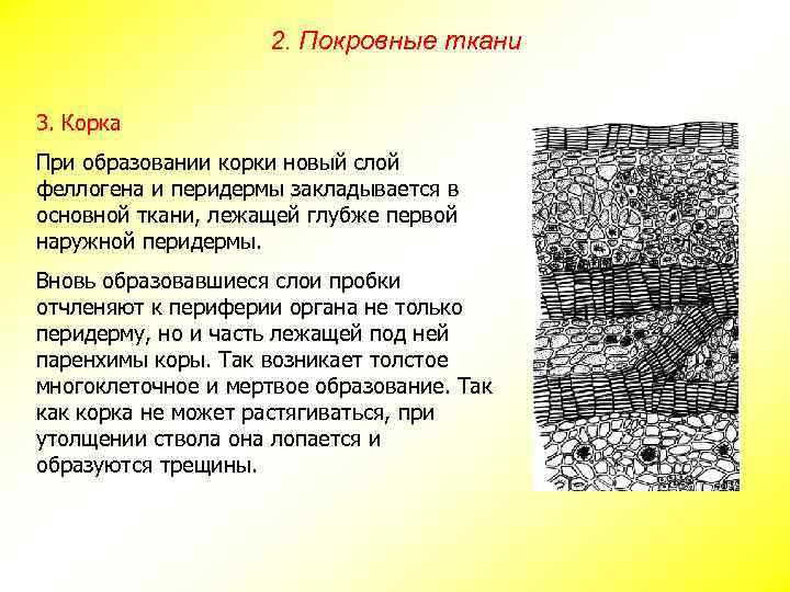 2. Покровные ткани 3. Корка При образовании корки новый слой феллогена и перидермы закладывается