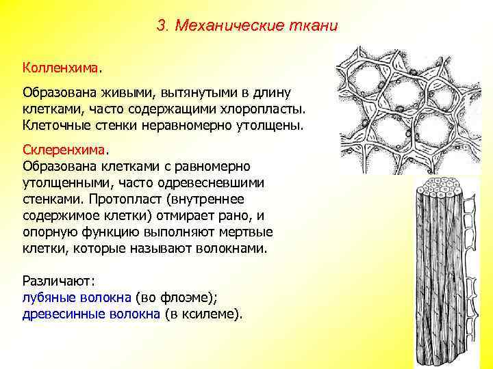 3. Механические ткани Колленхима. Образована живыми, вытянутыми в длину клетками, часто содержащими хлоропласты. Клеточные