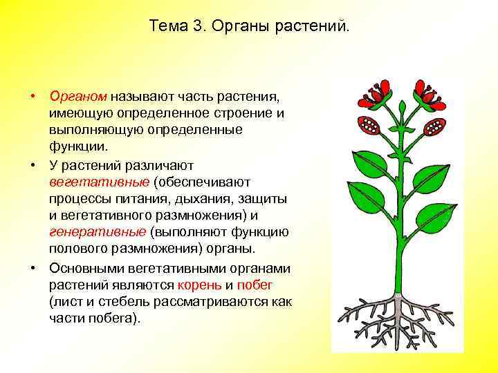 Тема 3. Органы растений. • Органом называют часть растения, имеющую определенное строение и выполняющую
