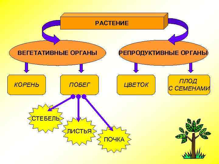 РАСТЕНИЕ ВЕГЕТАТИВНЫЕ ОРГАНЫ КОРЕНЬ ПОБЕГ РЕПРОДУКТИВНЫЕ ОРГАНЫ ЦВЕТОК СТЕБЕЛЬ ЛИСТЬЯ ПОЧКА ПЛОД С СЕМЕНАМИ