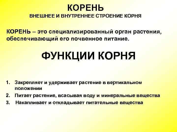 КОРЕНЬ ВНЕШНЕЕ И ВНУТРЕННЕЕ СТРОЕНИЕ КОРНЯ КОРЕНЬ – это специализированный орган растения, обеспечивающий его