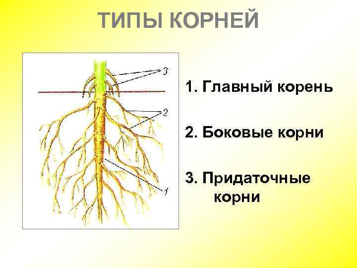 У каких растений есть корень