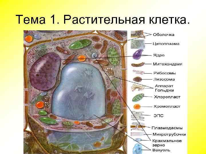 Тема 1. Растительная клетка. 