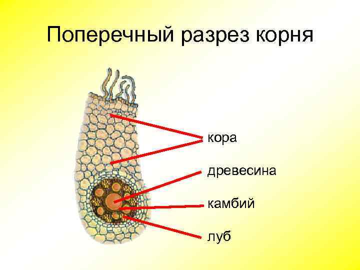 Поперечный разрез корня кора древесина камбий луб 
