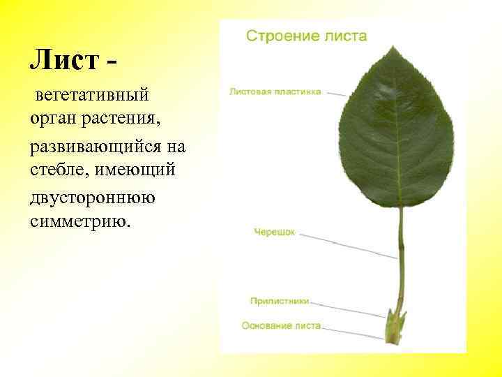 Лист - вегетативный орган растения, развивающийся на стебле, имеющий двустороннюю симметрию. 