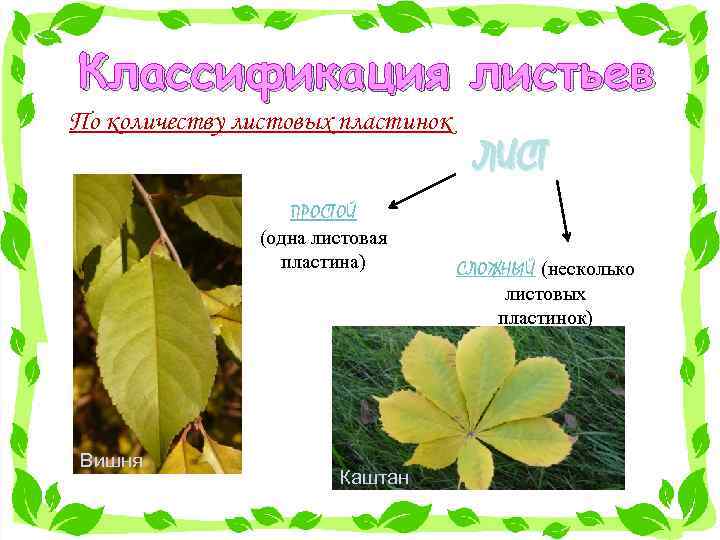 Классификация листьев По количеству листовых пластинок ПРОСТОЙ (одна листовая пластина) Вишня Каштан ЛИСТ СЛОЖНЫЙ