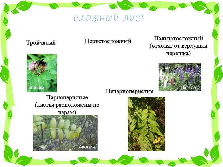 Тройчатый Перистосложный Клевер Парноперистые (листья расположены по парам) Акация Пальчатосложный (отходят от верхушки черешка)