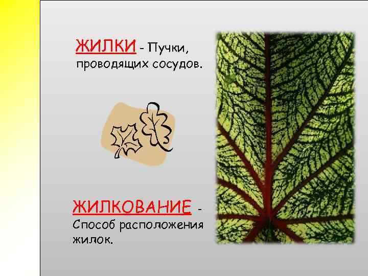 ЖИЛКИ – Пучки, проводящих сосудов. ЖИЛКОВАНИЕ - Способ расположения жилок. 