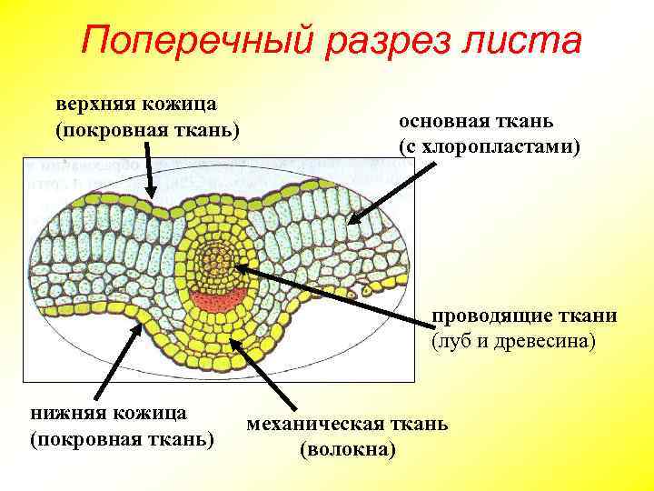 Основная ткань листьев. Поперечное сечение листа основная ткань. Сечение листа основная ткань. Верхняя и нижняя кожица листа. Поперечное сечение листа растения основная ткань.