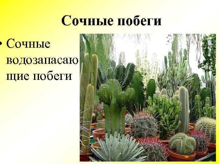 Сочные побеги • Сочные водозапасаю щие побеги 