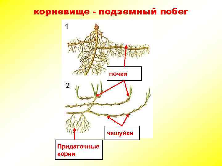 Докажите что корневище видоизмененный побег. Корневище подземный побег. Корневище подземный побег строение. Пленчатые чешуйки на корневище. Эпигеогенное корневище.