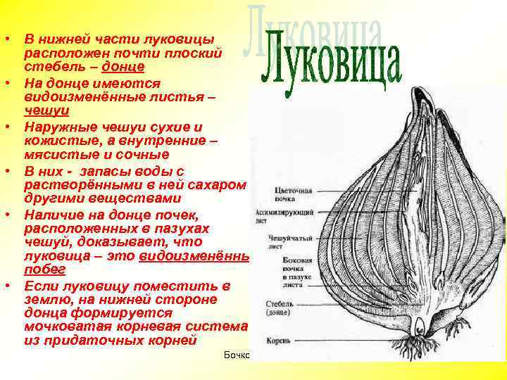  • В нижней части луковицы расположен почти плоский стебель – донце • На