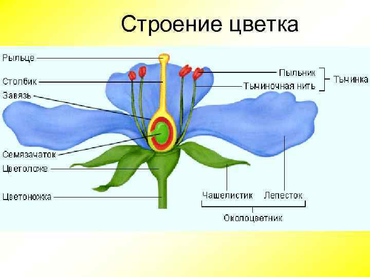 Строение цветка 