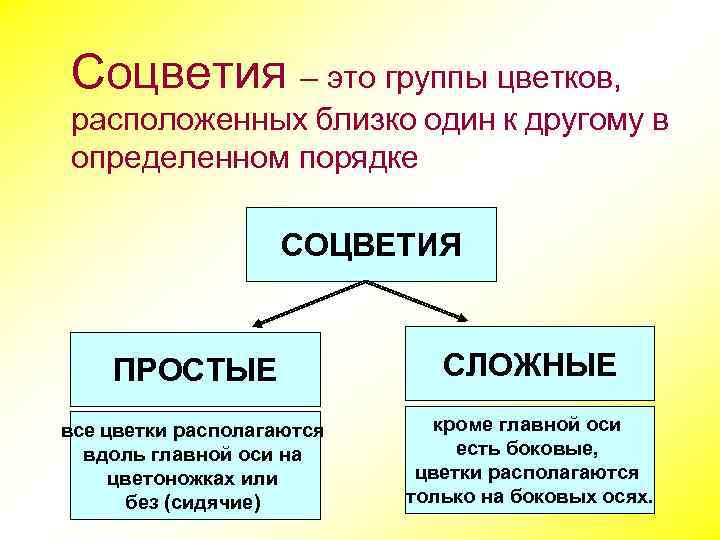 Соцветия – это группы цветков, расположенных близко один к другому в определенном порядке СОЦВЕТИЯ