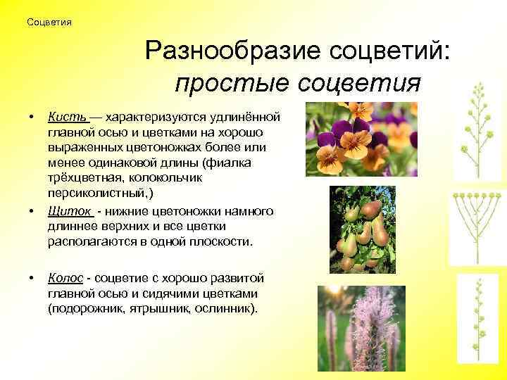 Соцветия Разнообразие соцветий: простые соцветия • • • Кисть — характеризуются удлинённой главной осью