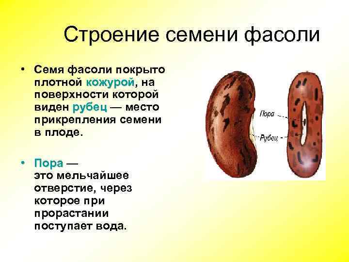 Семя фасоли строение