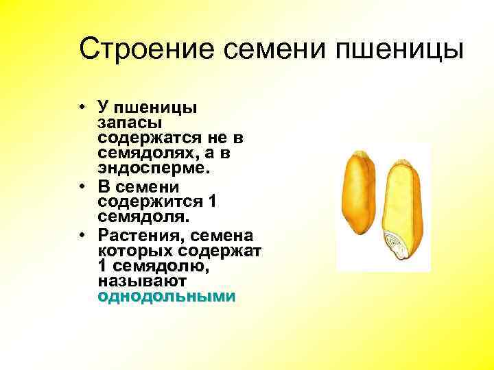 Строение семени пшеницы • У пшеницы запасы содержатся не в семядолях, а в эндосперме.