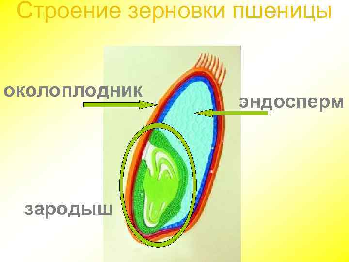 Строение зерновки пшеницы околоплодник зародыш эндосперм 