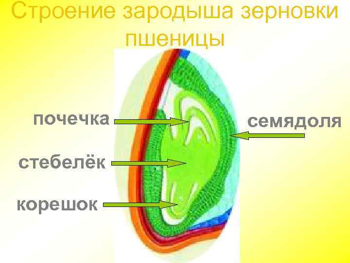 Строение зародыша зерновки пшеницы почечка стебелёк корешок семядоля 