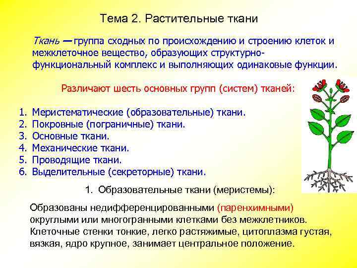 Тема 2. Растительные ткани Ткань — группа сходных по происхождению и строению клеток и