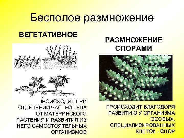 Бесполое размножение ВЕГЕТАТИВНОЕ ПРОИСХОДИТ ПРИ ОТДЕЛЕНИИ ЧАСТЕЙ ТЕЛА ОТ МАТЕРИНСКОГО РАСТЕНИЯ И РАЗВИТИЯ ИЗ