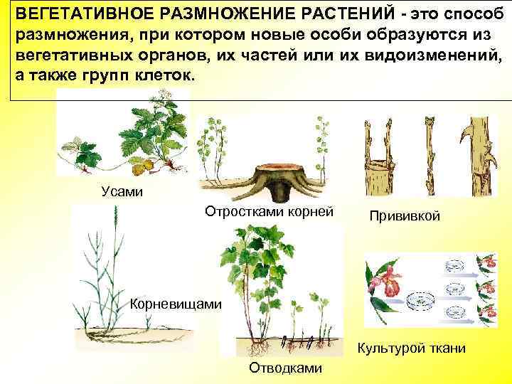 Прививка способ вегетативного размножения. Вегетативное размножение растений это размножение. Размножение частями вегетативных органов.