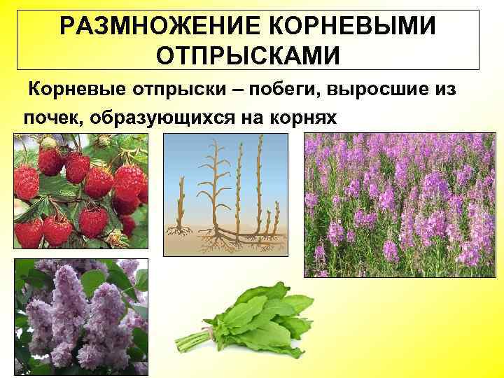РАЗМНОЖЕНИЕ КОРНЕВЫМИ ОТПРЫСКАМИ Корневые отпрыски – побеги, выросшие из почек, образующихся на корнях 