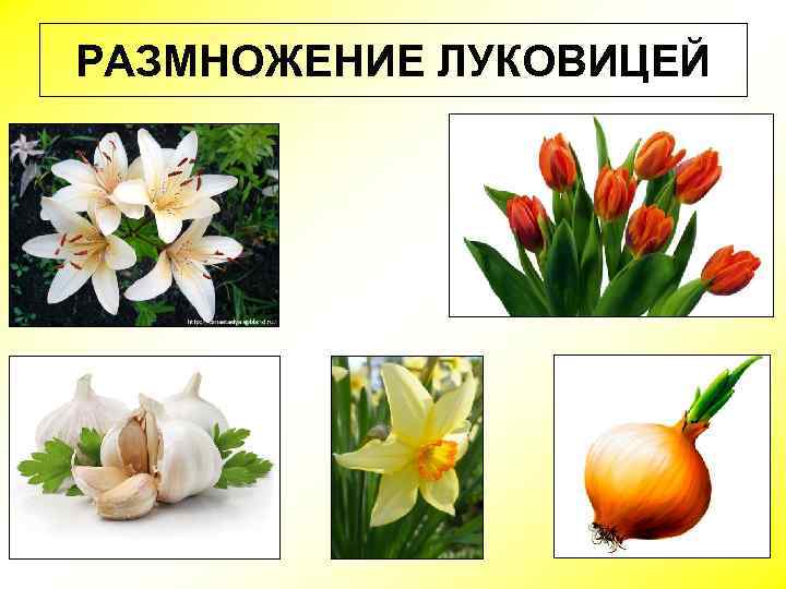 РАЗМНОЖЕНИЕ ЛУКОВИЦЕЙ 