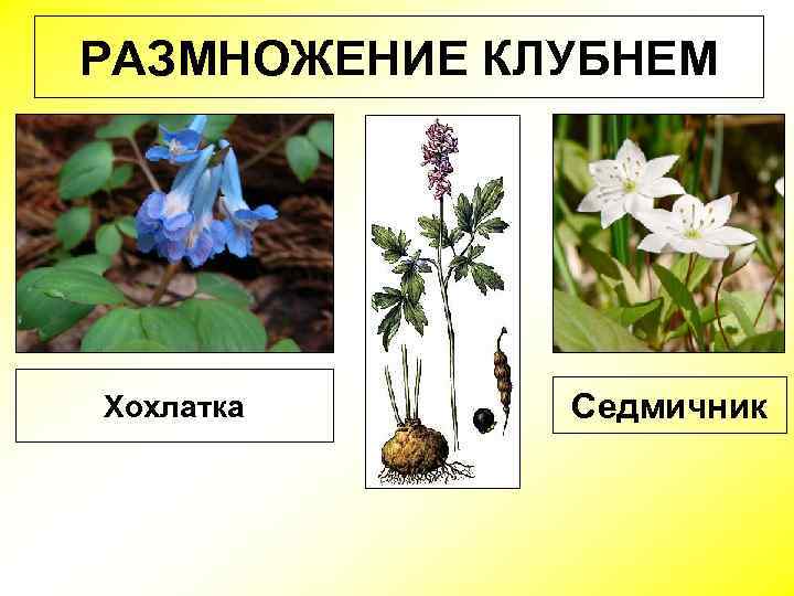 РАЗМНОЖЕНИЕ КЛУБНЕМ Хохлатка Седмичник 