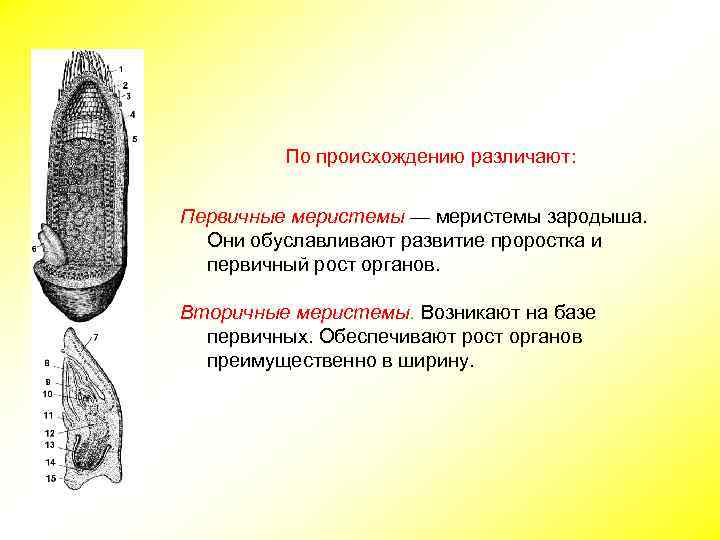 По происхождению различают: Первичные меристемы — меристемы зародыша. Они обуславливают развитие проростка и первичный