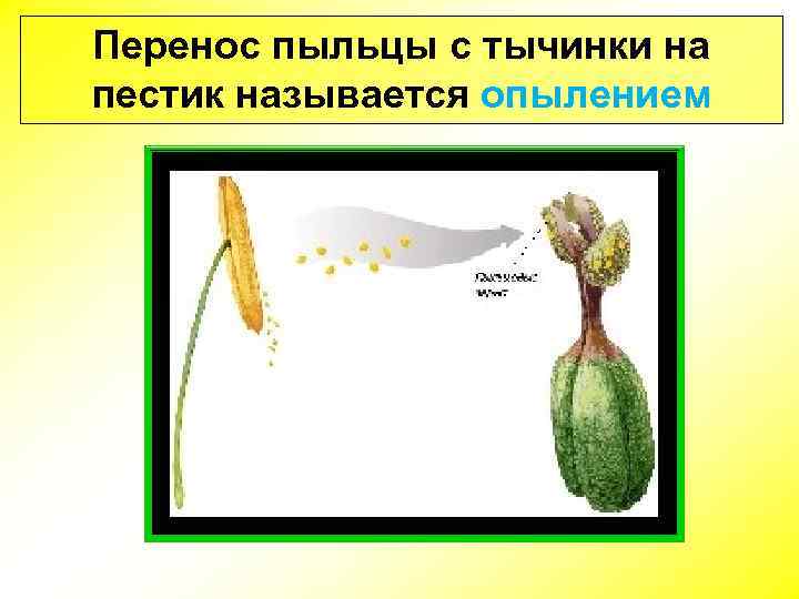 Перенос пыльцы с тычинки на пестик называется опылением 