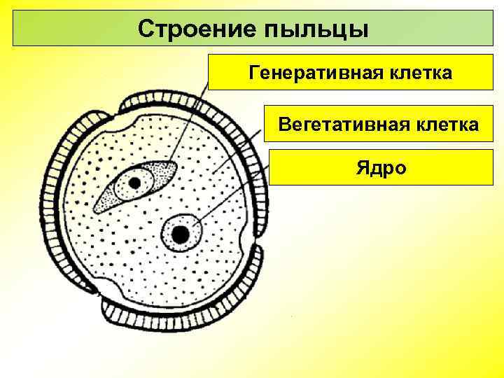 Деление вегетативной клетки пыльцевого зерна