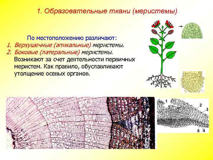 1. Образовательные ткани (меристемы) По местоположению различают: 1. Верхушечные (апикальные) меристемы. 2. Боковые (латеральные)