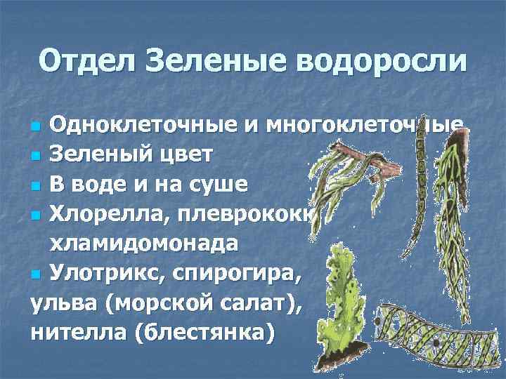 Отдел Зеленые водоросли Одноклеточные и многоклеточные n Зеленый цвет n В воде и на