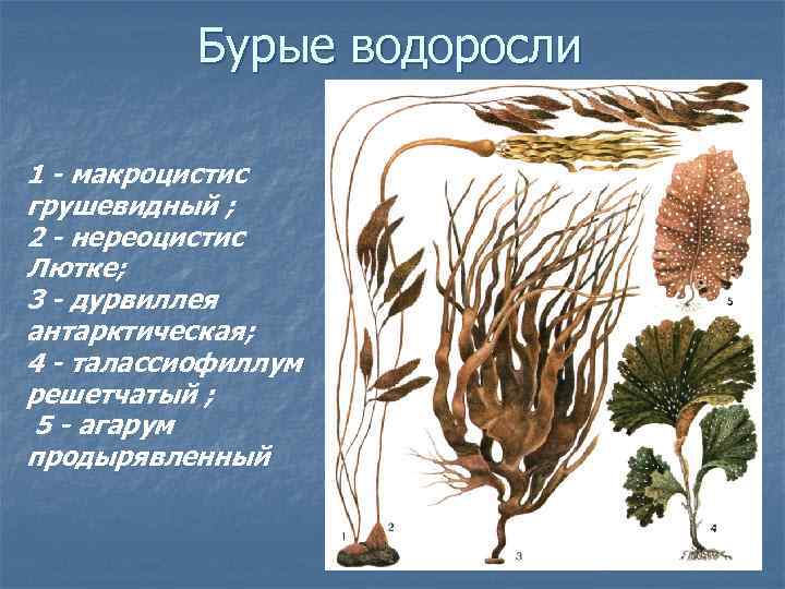 Бурые водоросли 1 - макроцистис грушевидный ; 2 - нереоцистис Лютке; 3 - дурвиллея