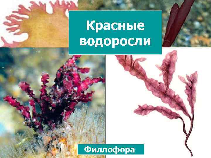 Водоросли картинки с названиями