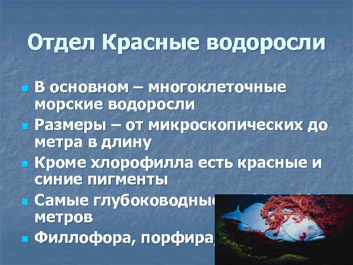 Отдел Красные водоросли n n n В основном – многоклеточные морские водоросли Размеры –