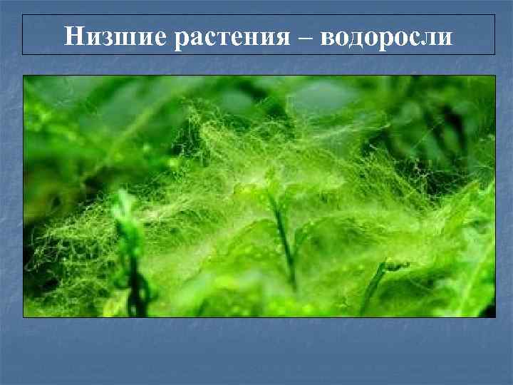 Низшие растения ‒ водоросли 