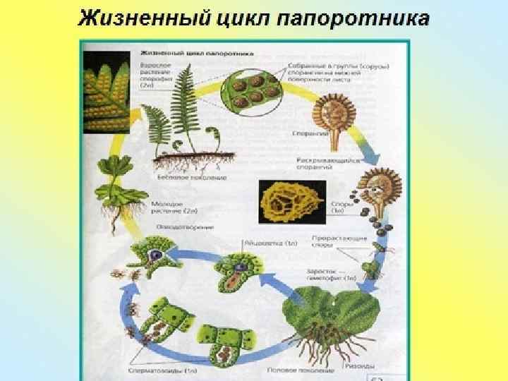 Цикл развития папоротника 