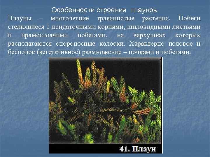 Особенности строения плаунов. Плауны – многолетние травянистые растения. Побеги стелющиеся с придаточными корнями, шиловидными