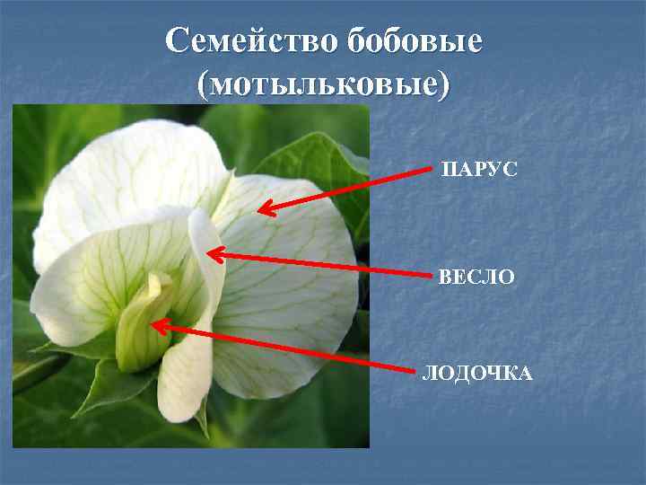 Значение бобовых мотыльковых в жизни человека