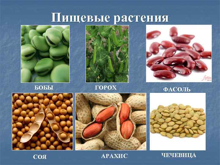 Овощная культура семейства бобовых