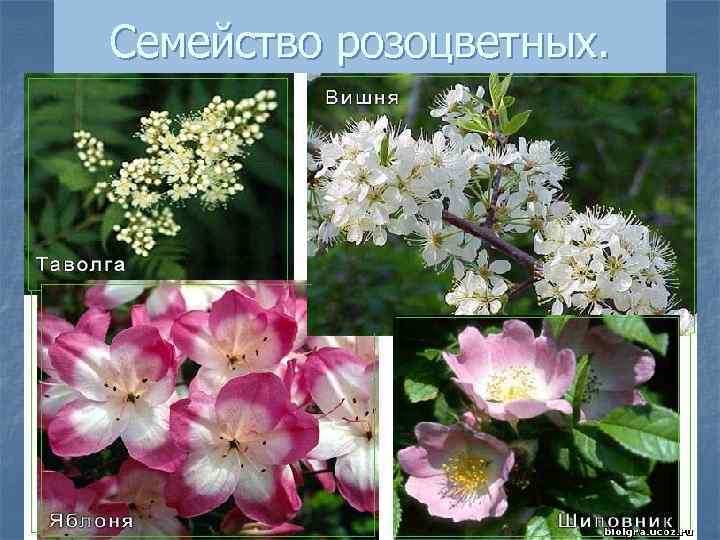 Семейство розоцветных. 