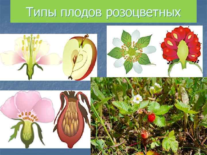 Типы плодов розоцветных 