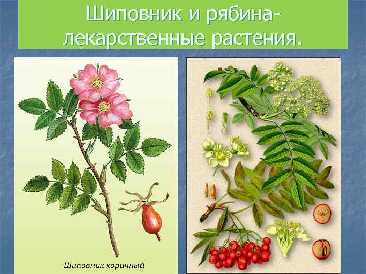 Шиповник и рябина- лекарственные растения. 