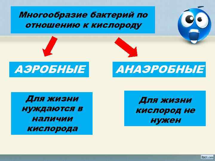 Многообразие бактерий по отношению к кислороду АЭРОБНЫЕ Для жизни нуждаются в наличии кислорода АНАЭРОБНЫЕ
